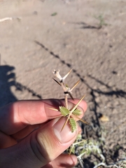 Plectrocarpa tetracantha