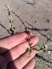 Plectrocarpa tetracantha