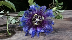 Passifloraceae