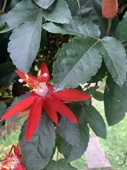 Passiflora miniata × vitifolia