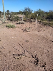 Plectrocarpa tetracantha