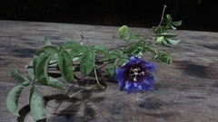 Passifloraceae