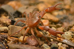 Pseudothelphusidae