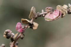 Atriplex halimus