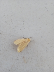 Pareuchaetes insulata