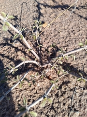 Plectrocarpa tetracantha