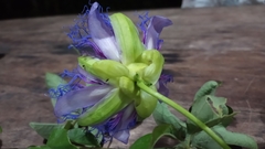 Passifloraceae