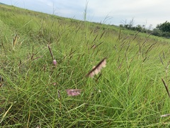 Sporobolus pumilus