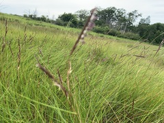 Sporobolus pumilus