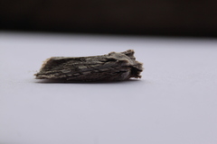 Lithophane ornitopus