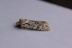 Lithophane ornitopus