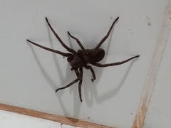 Phoneutria nigriventer