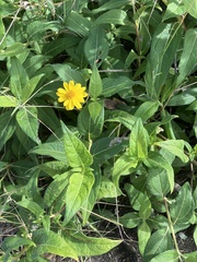 Sphagneticola trilobata