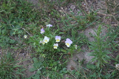 Viola tricolor