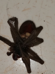 Phoneutria nigriventer