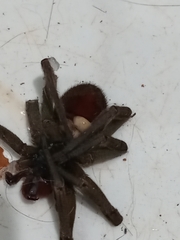 Phoneutria nigriventer