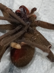 Phoneutria nigriventer