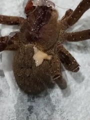 Phoneutria nigriventer