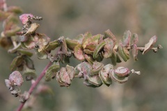 Atriplex halimus