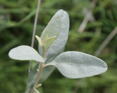Atriplex halimus
