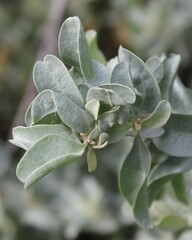 Atriplex halimus