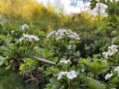 Crataegus