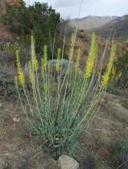 Stanleya pinnata pinnata