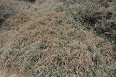 Atriplex halimus