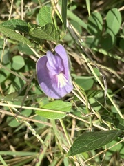 Centrosema virginianum