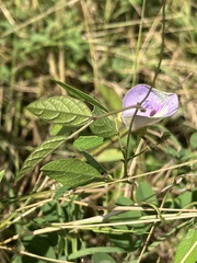 Centrosema virginianum