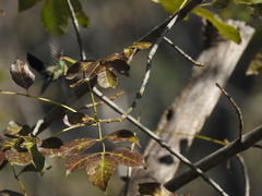 Cynanthus latirostris