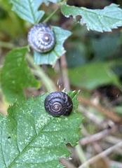 Trochulus striolatus