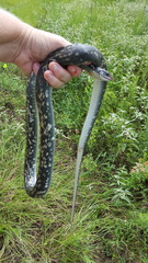 Coluber constrictor anthicus