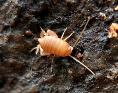 Myrmecophilus