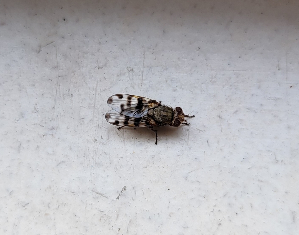 Narrow-Banded Picture-Winged Fly from Severance, CO 80524, USA on ...