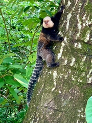 Callithrix geoffroyi