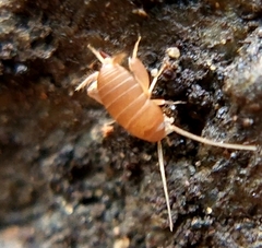 Myrmecophilus
