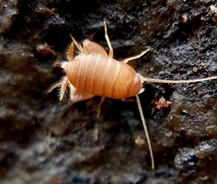 Myrmecophilus