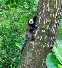 Callithrix geoffroyi