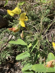 Crotalaria retusa