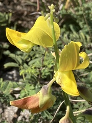 Crotalaria retusa
