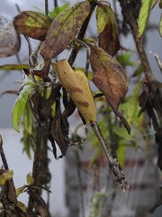 Pseudovates chlorophaea