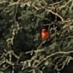 Pyrocephalus rubinus