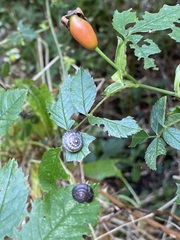 Trochulus striolatus