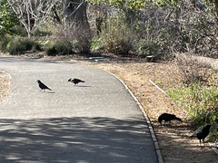 Corvus brachyrhynchos