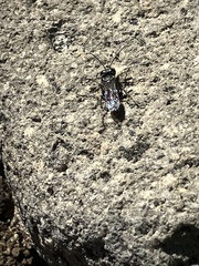 Pompiloidea