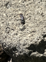 Pompiloidea