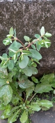 Euphorbia peplus