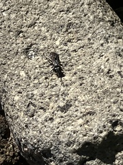 Pompiloidea