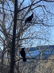 Corvus brachyrhynchos